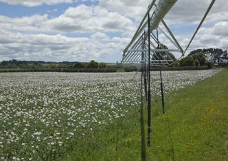 Tehnologii de irigat Rampe de pulverizare Bauer Irrigation Centerstar 168E