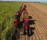 Combine agricole Case IH Astoft 9900 DA