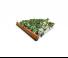 Cultivatoare Amazone Cenius 6003-2 TX Special