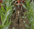 Cultivatoare Maschio HP-4
