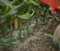 Cultivatoare Maschio HP-4