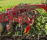Grape cu disc-zinc Väderstad Carrier 500