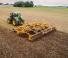 Grape cu disc-zinc Agrisem Disc-O-Mulch Gold 7.50
