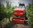 Grape de putere Maschio Delfino 1300