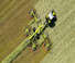 Greble rotative Claas Liner 4700 Trend 