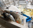 Macarale mobile industriale JMG MC 45SB