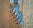 Pluguri Lemken Juwel 8 MV 5