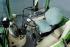 Tractoare 4WD Fendt 210 F Vario