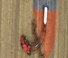 Tractoare 4WD Case IH AFS Connect Steiger 500