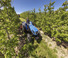 Tractoare 4WD New Holland T 4.95 LP