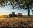 Tractoare pe șenile Claas Xerion 4500 Trac TS